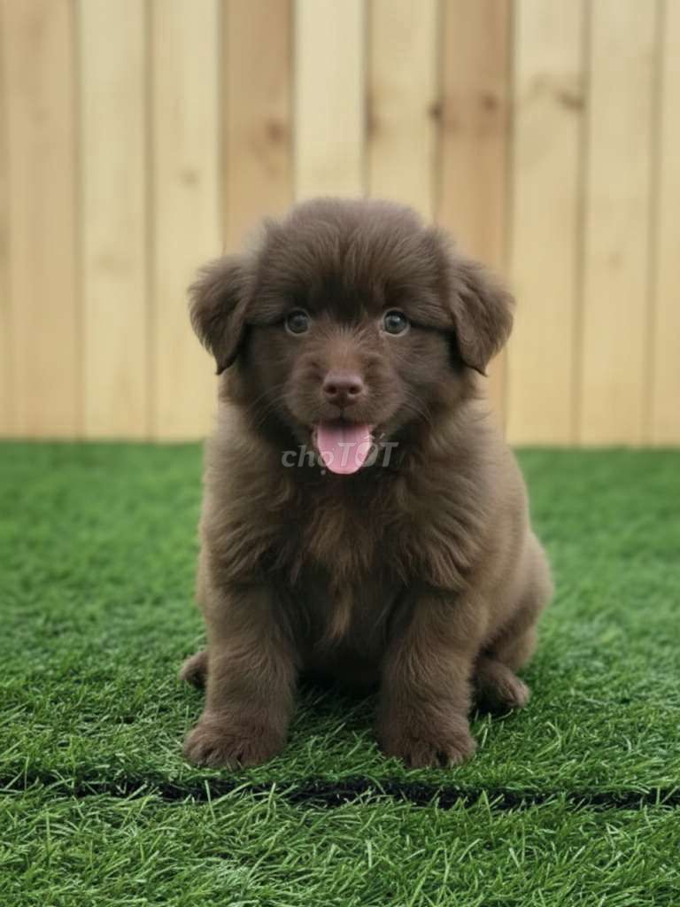 Gấu Bắc Hà Nâu mặt cực đẹp đã tiêm ngừa có sổ BH. Mua bán Chó tại Quận 12 Tp Hồ Chí Minh được đăng bởi Thi Thi hình 1