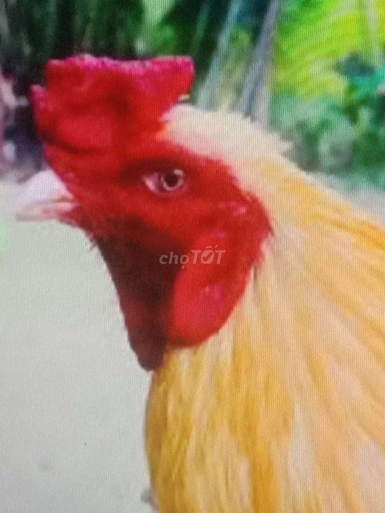 Gà nòi lông lớn khủng nọc có 10 con. Mua bán Gà tại Huyện Bình Chánh Tp Hồ Chí Minh được đăng bởi Hùng hình 1