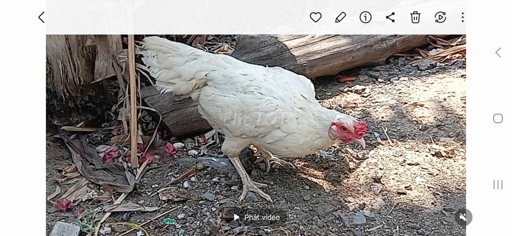 Gà mái  Bướm Thái Mỹ  2.4kg. Mua bán Gà tại Huyện Long Thành Đồng Nai được đăng bởi Nguyễn Văn Hậu hình 1