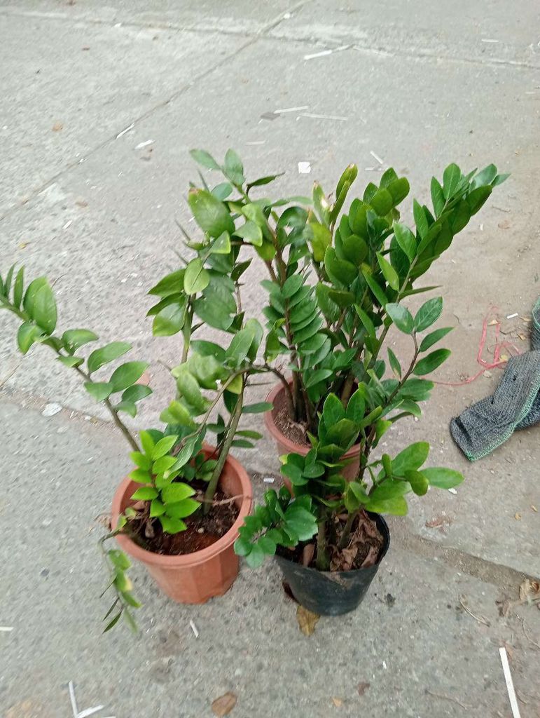 3 chậu kim tiền. Mua bán Cây cảnh, đồ trang trí tại Quận Cẩm Lệ Đà Nẵng được đăng bởi Sunshine garden  hình 2
