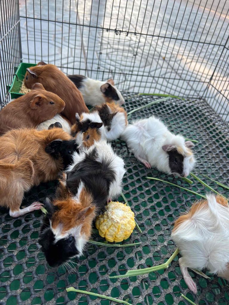 Bọ ú nhà nuôi. Mua bán Thú cưng khác tại Thành phố Thuận An Bình Dương được đăng bởi thanh my hình 1