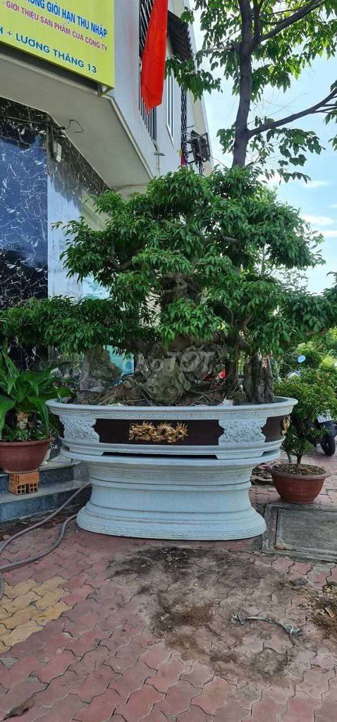 Cây cảnh Bonsai. Mua bán Cây cảnh, đồ trang trí tại Thành phố Thủ Dầu Một Bình Dương được đăng bởi Lê Anh Bình hình 1
