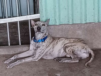 Chó Bạch hổ lưỡi thép đực phối giống