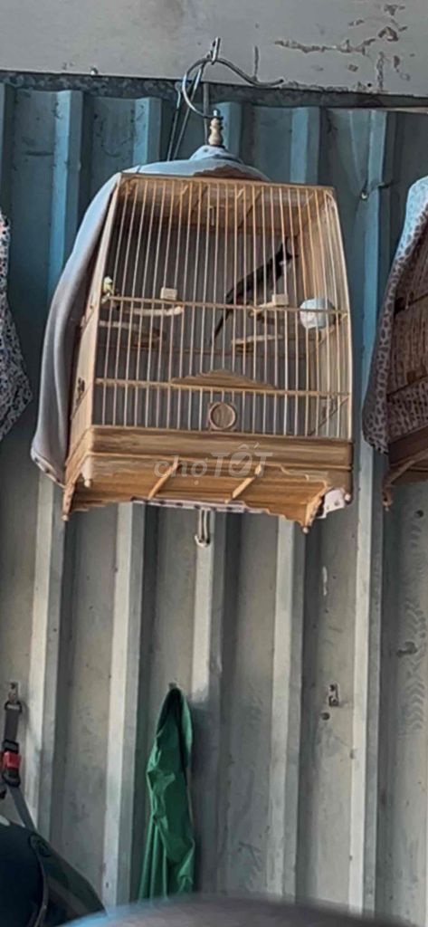 Thanh lý 1đ5 1 em cafe tốt đang vào lửa. Mua bán Chim tại Quận Bình Tân Tp Hồ Chí Minh được đăng bởi khương dương hình 1