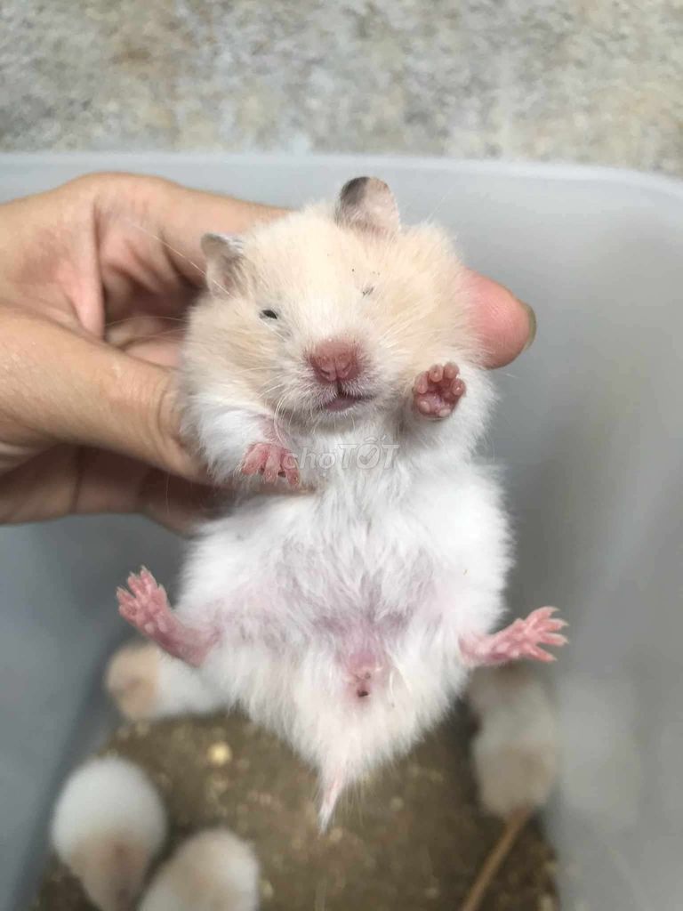Chuột Hamster Bear xù lai Form to. Mua bán Thú cưng khác tại Quận Bình Tân Tp Hồ Chí Minh được đăng bởi Ở trọ bày đặt bán chụtt hình 1