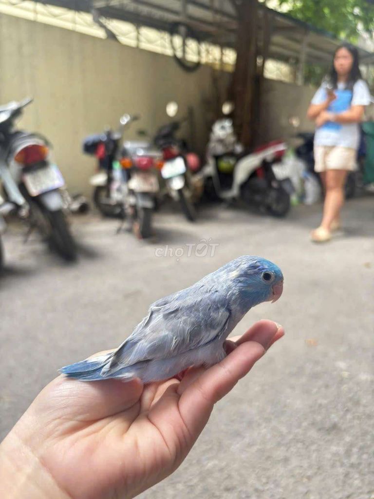 Chim parotlet xanh biển. Mua bán Chim tại Quận Cầu Giấy Hà Nội được đăng bởi Shop chim vẹt  hình 2