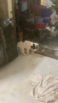 Chó con Trắng đen