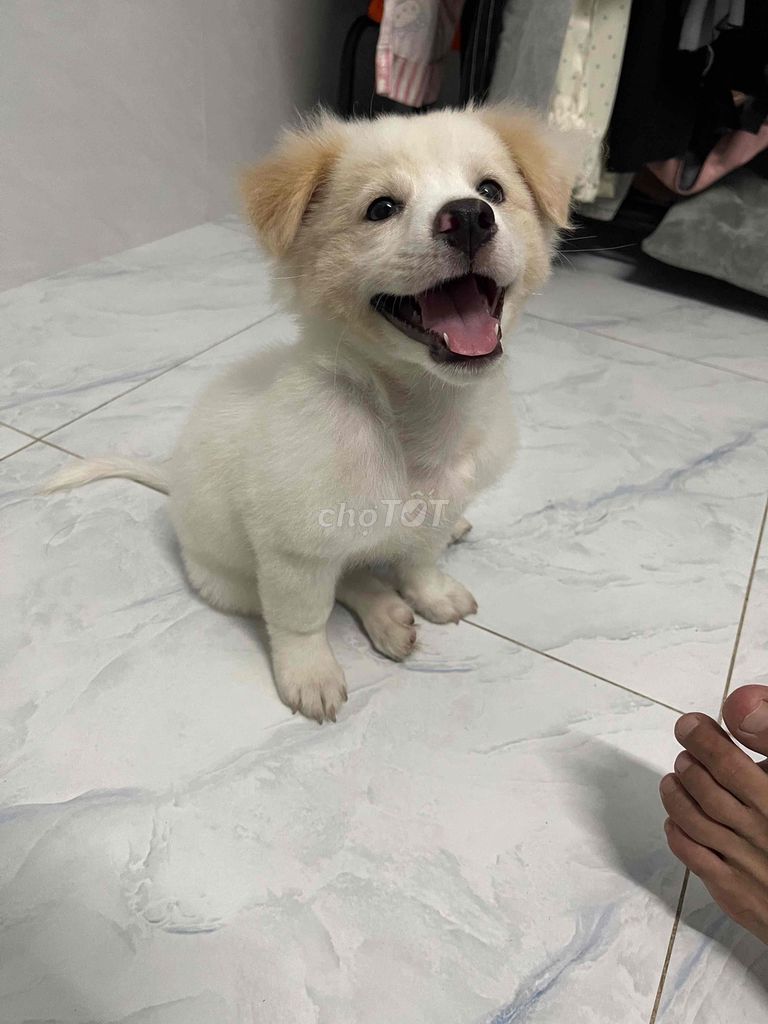 Chó con Trắng kem. Mua bán Chó tại Quận 7 Tp Hồ Chí Minh được đăng bởi Quỳnh Quỳnh hình 1