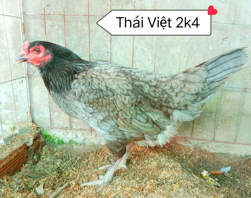 Thái Việt trạng 2,7 kg