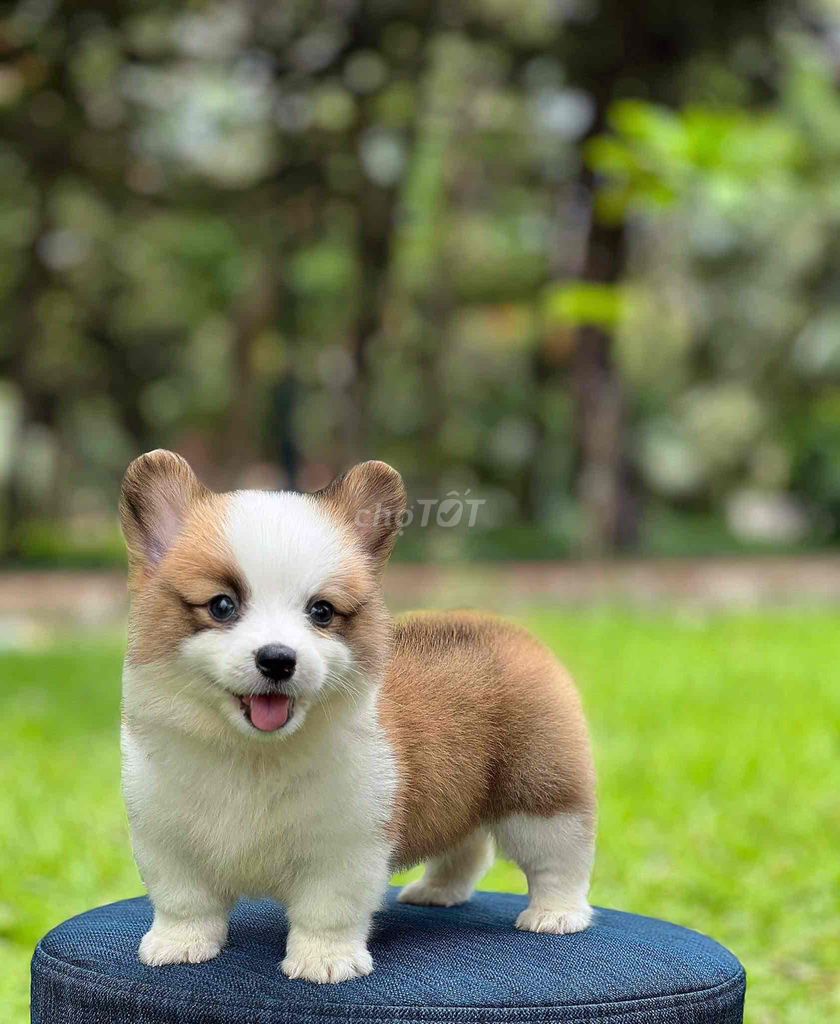 corgi mông to mặt gấu