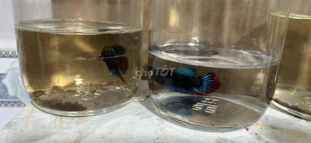 lia thia đồng thiên nhiên