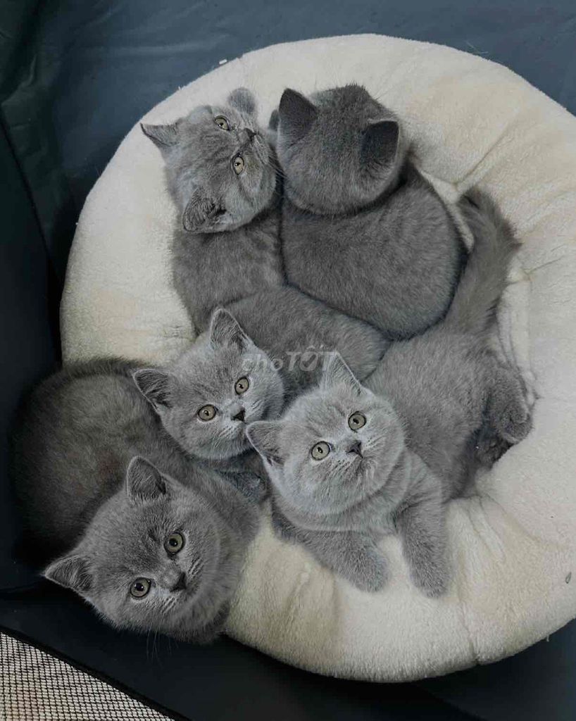 Shop mèo Anh giá chỉ từ 3tr. Mua bán Mèo tại Quận Tân Bình Tp Hồ Chí Minh được đăng bởi Meow Meow Cattery hình 1