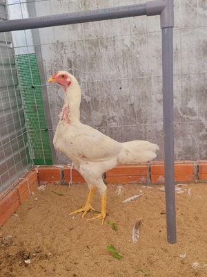 Gà thái mỹ. Tơ 4thang rưỡi hiện 1k7 1k8. Mua bán Gà tại Huyện Trà Cú Trà Vinh được đăng bởi Gà Con 