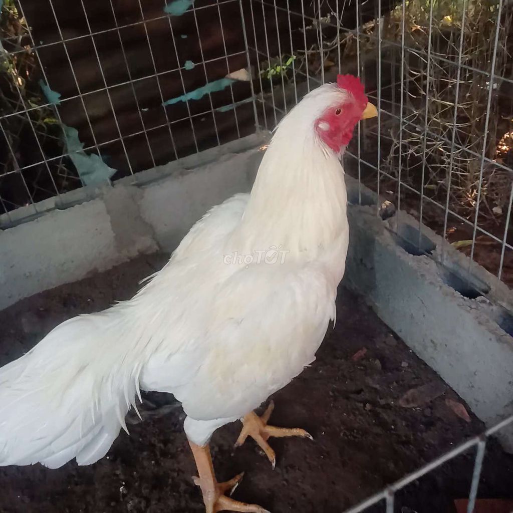 Thái Rặc tơ. Mua bán Gà tại Huyện Củ Chi Tp Hồ Chí Minh được đăng bởi Hiền Lý Củ Chi  hình 2