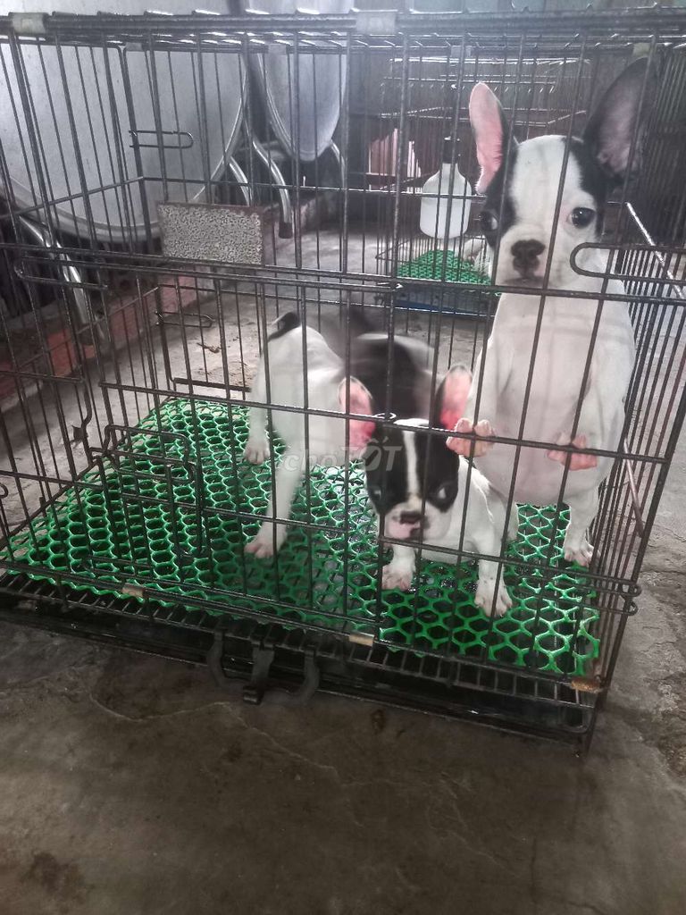 Chó Pug Pháp. Mua bán Chó tại Huyện Ba Tri Bến Tre được đăng bởi Phan Bảo Toàn hình 2