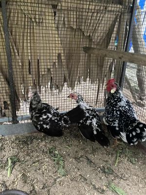 Có bộ cộc 1 trống 2 mái. Mua bán Gà tại Huyện Quỳnh Phụ Thái Bình được đăng bởi Đại đầu bạc