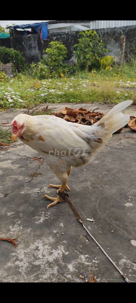 Gà mái Thái Mỹ 2.4kg #26. Mua bán Gà tại Huyện Châu Thành Long An được đăng bởi Phuc Ga My hình 1