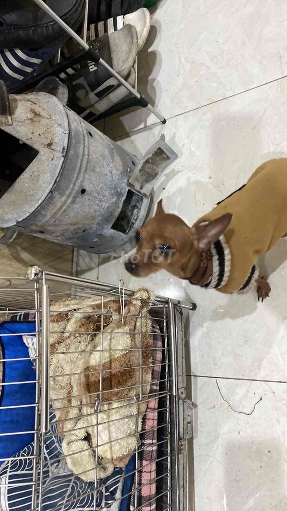 em đi làm không có time chăm được nên nhường lại. Mua bán Chó tại Quận Ngô Quyền Hải Phòng được đăng bởi nguyenngoc hình 1