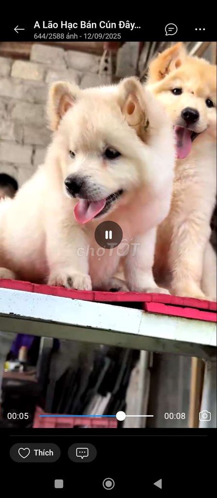 Chó đuc cái có đây đu mau trang. Mua bán Chó tại Thành phố Thủ Đức Tp Hồ Chí Minh được đăng bởi cho H mong hình 1