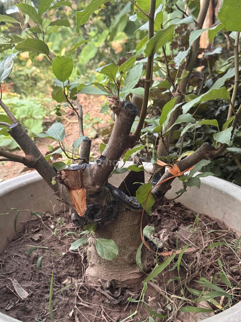 Phôi cây sung làm bonsai. Mua bán Cây cảnh, đồ trang trí tại Huyện Thường Tín Hà Nội được đăng bởi Dang quoc cuong hình 1