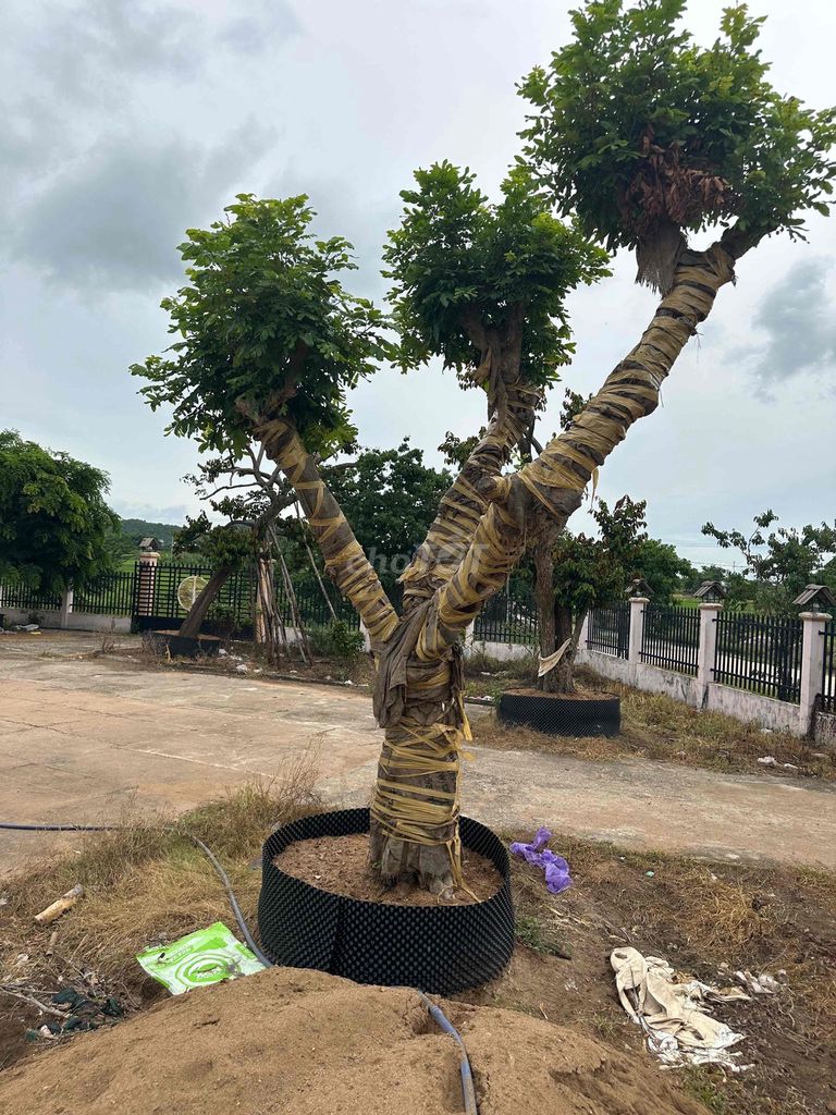nhãn hàng Dâm ủ. Mua bán Cây cảnh, đồ trang trí tại Huyện Hàm Thuận Bắc Bình Thuận được đăng bởi Son huynh hình 1