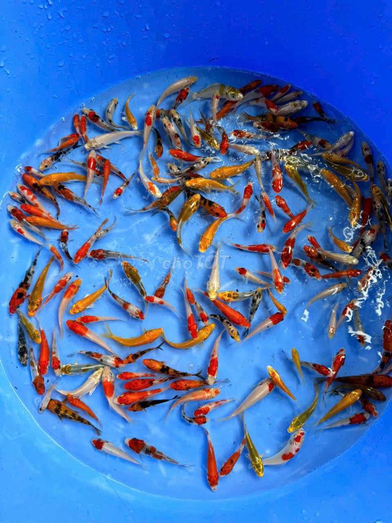 Cá Koi đủ màu , khỏe mạnh size mini 5-10cm. Mua bán Thú cưng khác tại Quận 6 Tp Hồ Chí Minh được đăng bởi Thanh Hậu hình 2