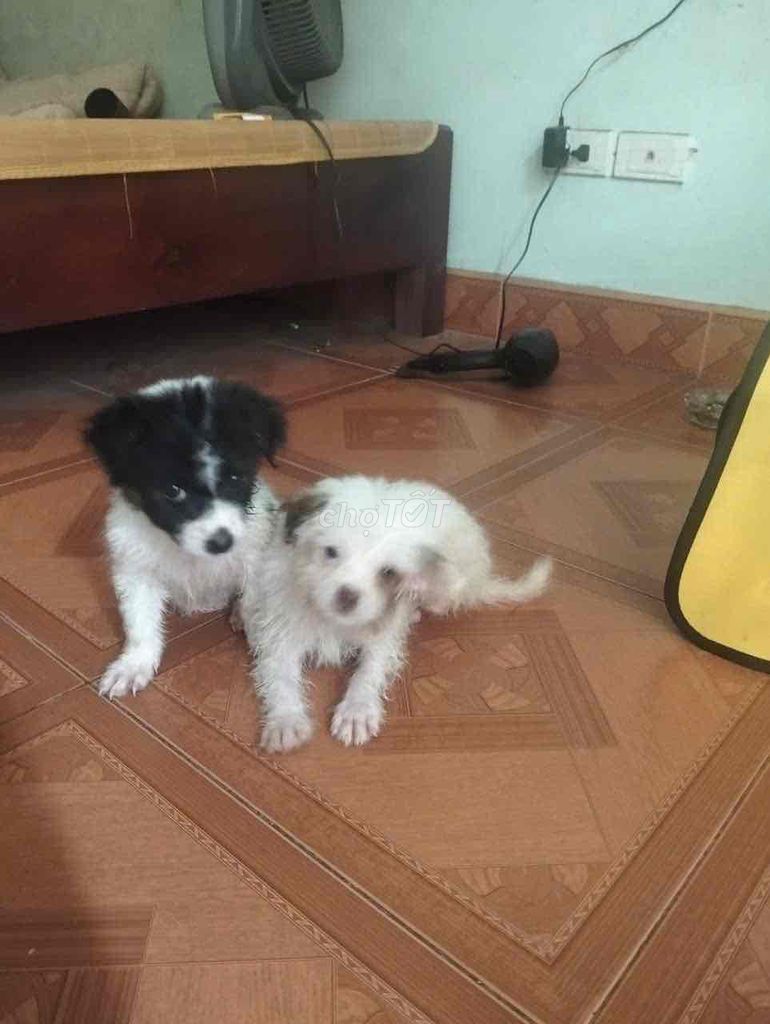 Chó sóc nhật đen trắng con. Mua bán Chó tại Huyện Gia Lâm Hà Nội được đăng bởi Tên chưa cung cấp hình 1