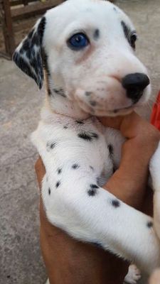 Chó Đốm Cái mắt xanh 2 màu