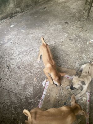 tặng Chó Phú Quốc màu vàng, 2 tháng tuổi, 5kg
