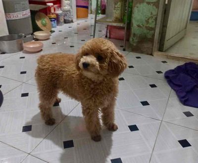 Chó poodle 5 tháng
