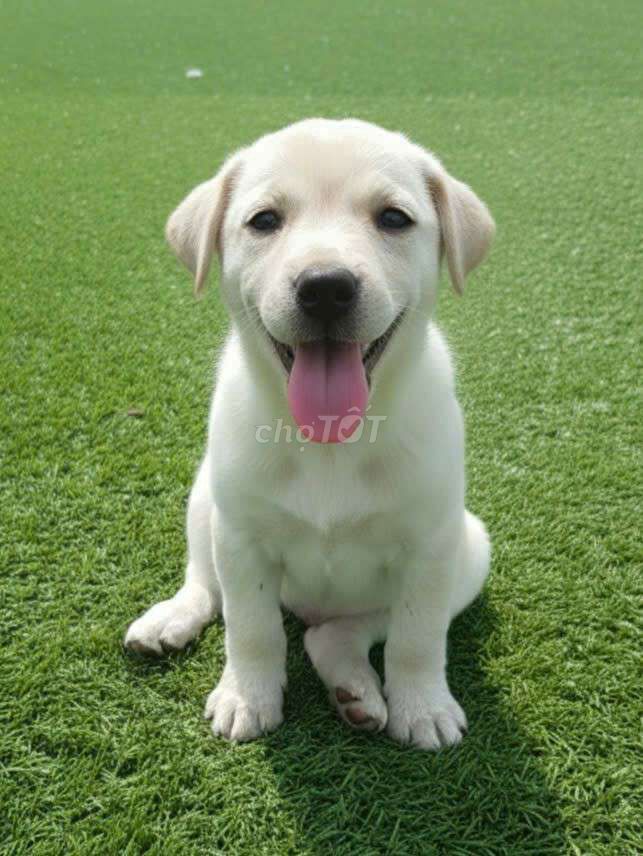 Chó Labrador F1 2 tháng Trắng. Mua bán Chó tại Quận Tân Bình Tp Hồ Chí Minh được đăng bởi HƯNG LỘC PHÁT hình 1