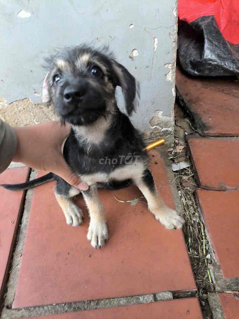 Chó Poodle Đen 2 tháng tuổi. Mua bán Chó tại Quận Bình Tân Tp Hồ Chí Minh được đăng bởi Hoangthuy hình 1