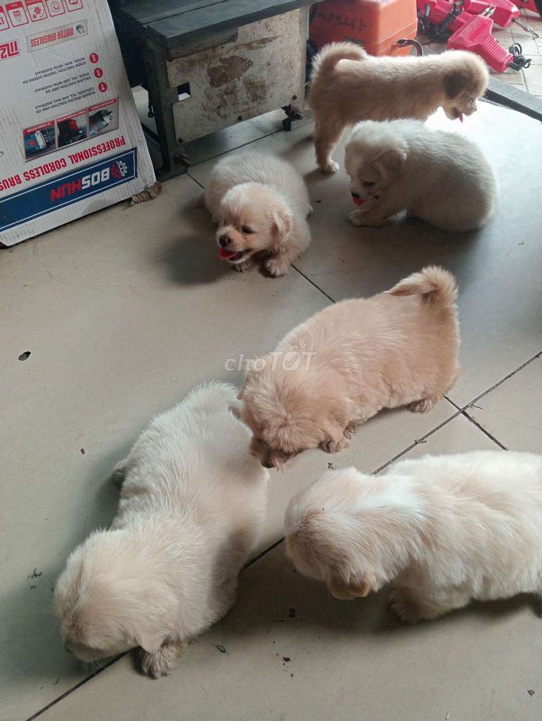 Chó Poodle lai Nhật Vàng nhạt 1 tháng. Mua bán Chó tại Quận Bình Tân Tp Hồ Chí Minh được đăng bởi Anh hình 1