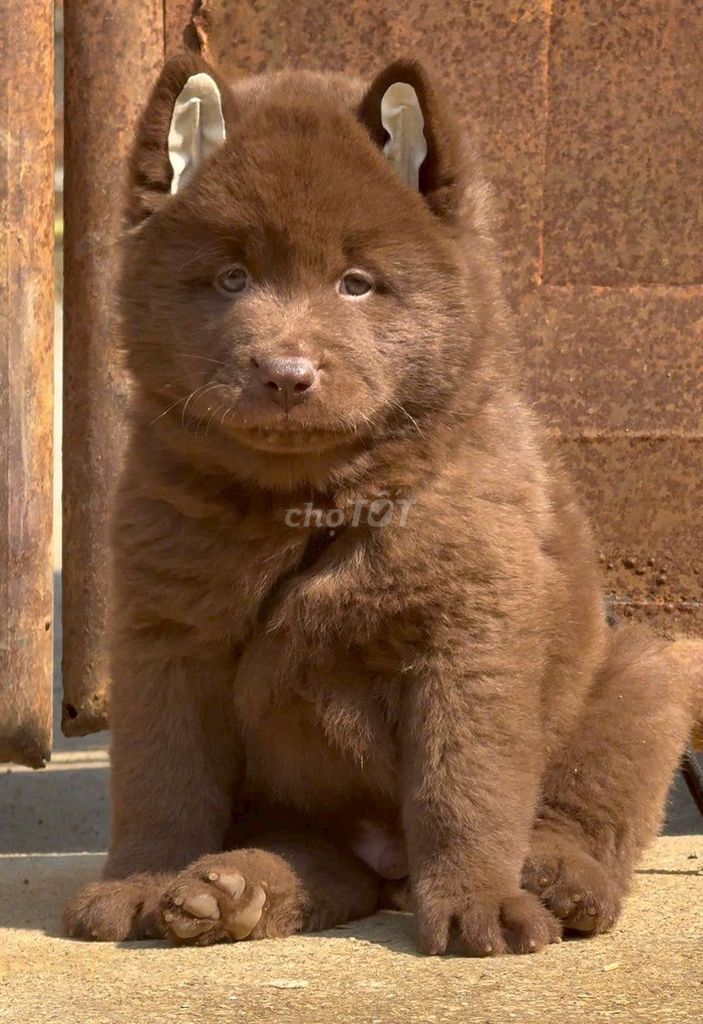 Chó con màu Nâu Đực. Mua bán Chó tại Thành phố Thủ Đức Tp Hồ Chí Minh được đăng bởi cho H mong hình 1