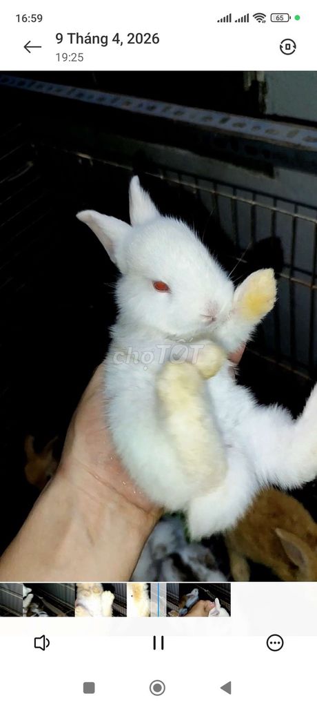 Thỏ Ngọc Trắng. Mua bán Thú cưng khác tại Quận Nam Từ Liêm Hà Nội được đăng bởi Trung hình 1
