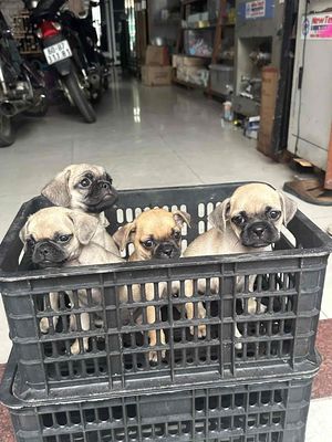 Chó Pug nâu 2 tháng tuổi