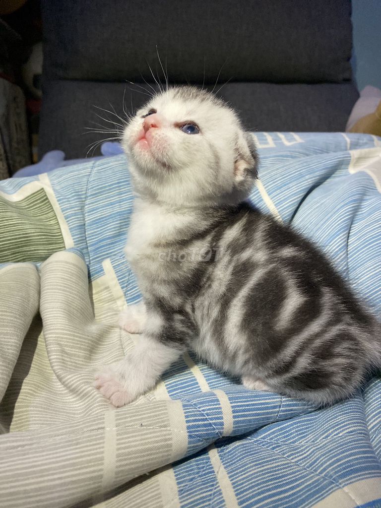 Mèo Anh lông ngắn Thuần chủng, 1 tháng tuổi