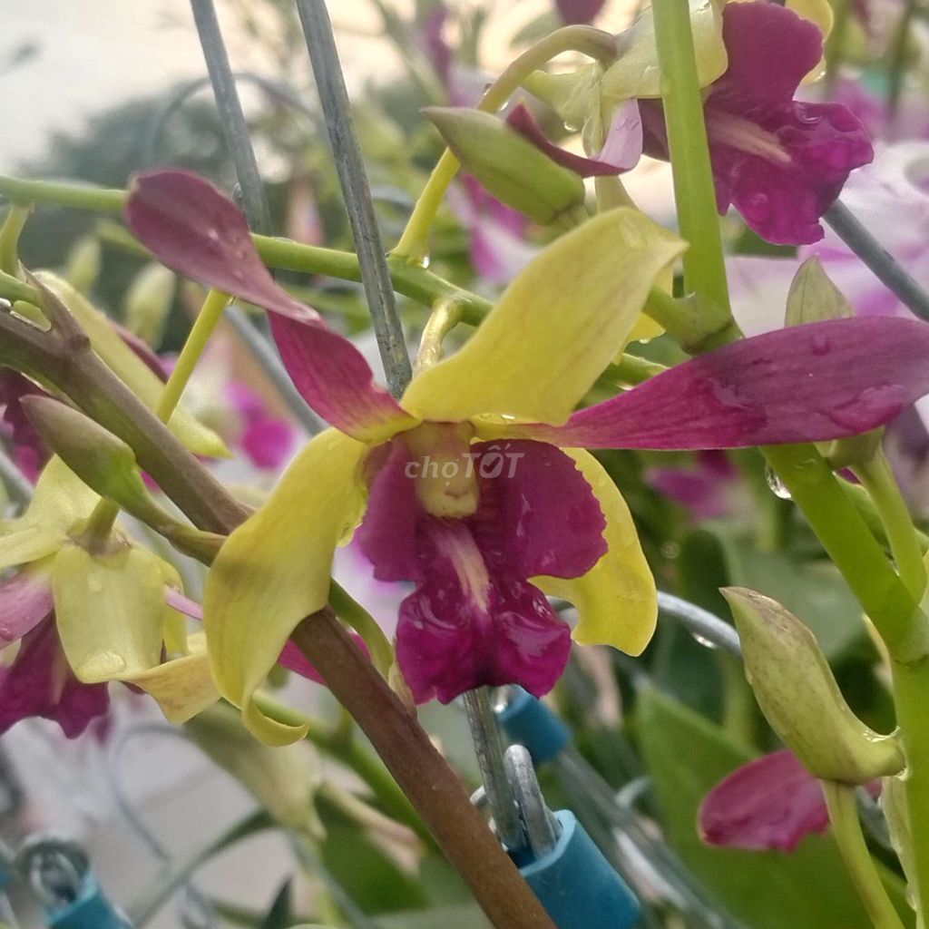 Chậu hoa lan Trang trí quà tặng. Mua bán Cây cảnh, đồ trang trí tại Thị xã Bến Cát Bình Dương được đăng bởi Hoàng Hải  hình 1