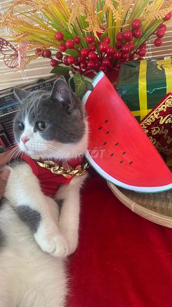 Dịch vụ phối giống mèo đực. Mua bán Mèo tại Quận 12 Tp Hồ Chí Minh được đăng bởi SuraSuru hình 1