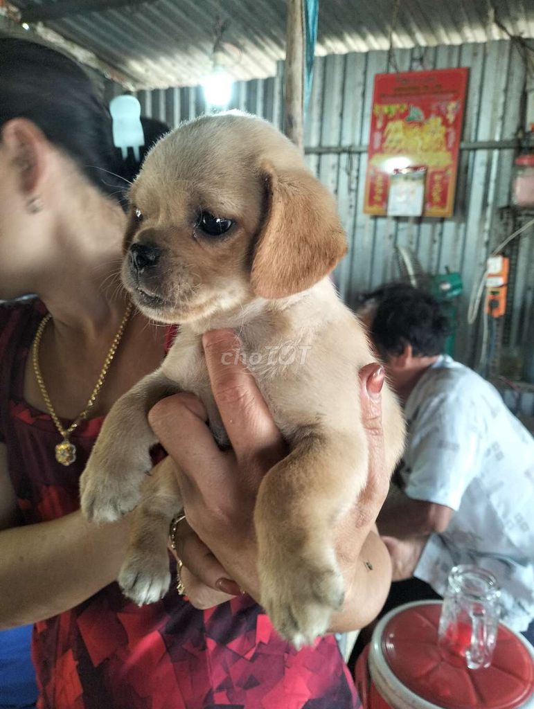 Chó Phốc lai Pug Nâu vàng. Mua bán Chó tại Huyện Bàu Bàng Bình Dương được đăng bởi Nghi Nguyễn  hình 1