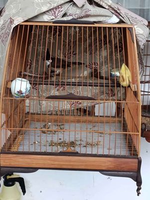 Chào mào cafe lai rai. Mua bán Chim tại Huyện Phong Điền Cần Thơ được đăng bởi Nguyen