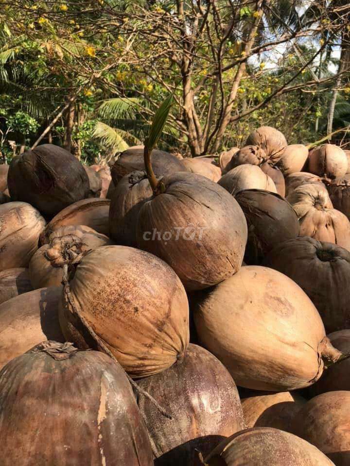 Dầu dừa