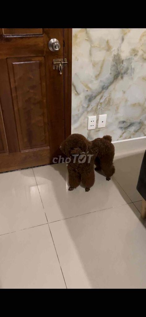 Cục Cưng Poodle