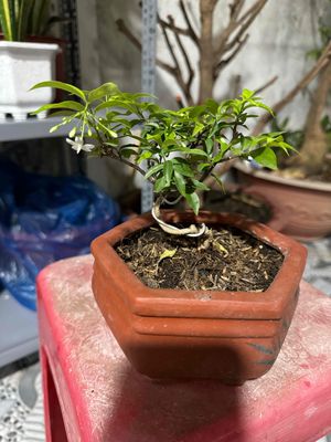 mai chiếu thuỷ bonsai
