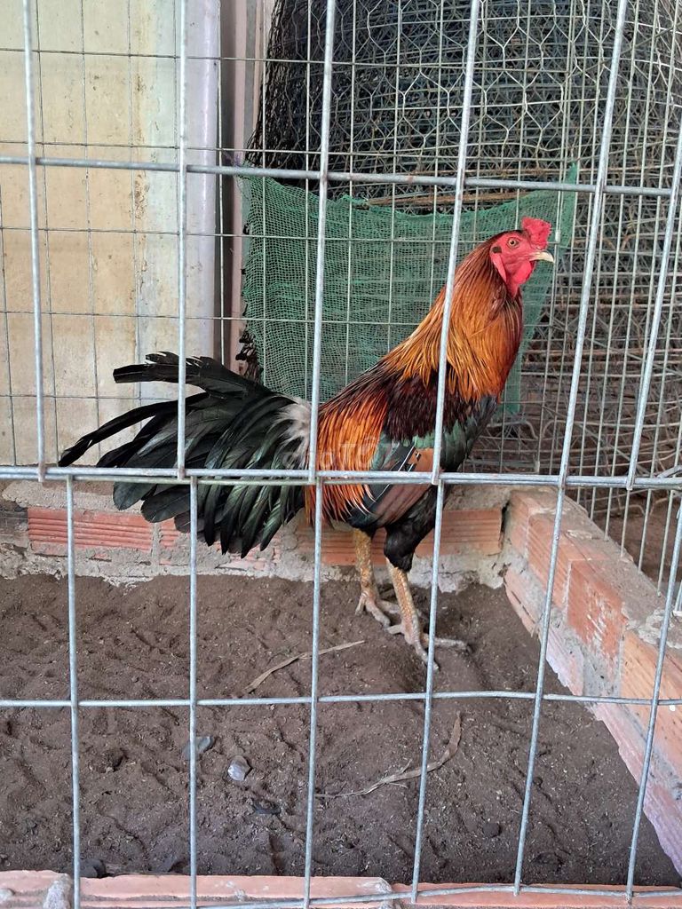 Xanh 3k7. Mua bán Gà tại Huyện Châu Thành Tiền Giang được đăng bởi Trường hình 1