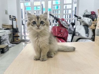 Mèo Golden cá rẻ tìm chậu mới. Mua bán Mèo tại Quận Bình Thạnh Tp Hồ Chí Minh được đăng bởi Lộc Nguyễn