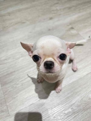 Gò Vấp -  chó Chihuahua mini trắng 2kg