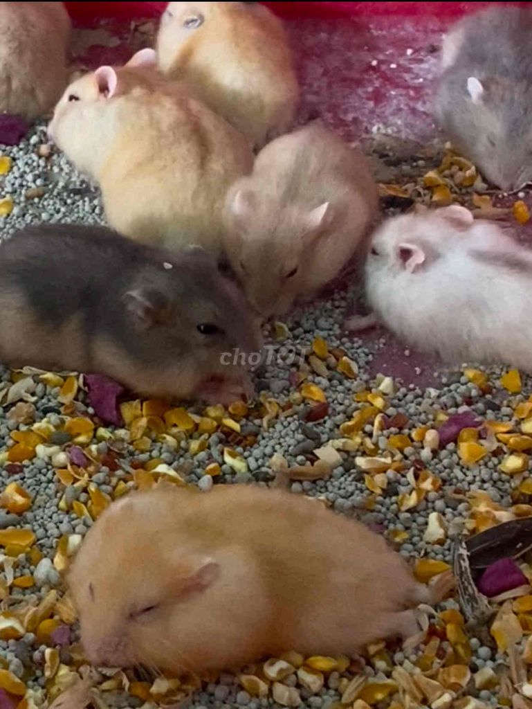 chuột ww hamster đủ các màu vàng chanh, v.v