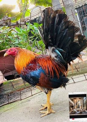 Gà mỹ nhập win 3x trang 1kg55. Mua bán Gà tại Quận 12 Tp Hồ Chí Minh được đăng bởi tran tan duy