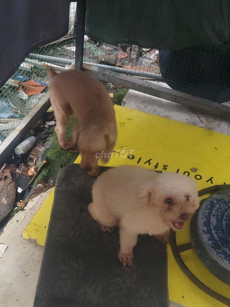 Chó cái đã đe + chó đực 2 con bán 2tr. Mua bán Chó tại Huyện Bình Chánh Tp Hồ Chí Minh được đăng bởi Cẩm phựơng Nguyễn thị hình 1